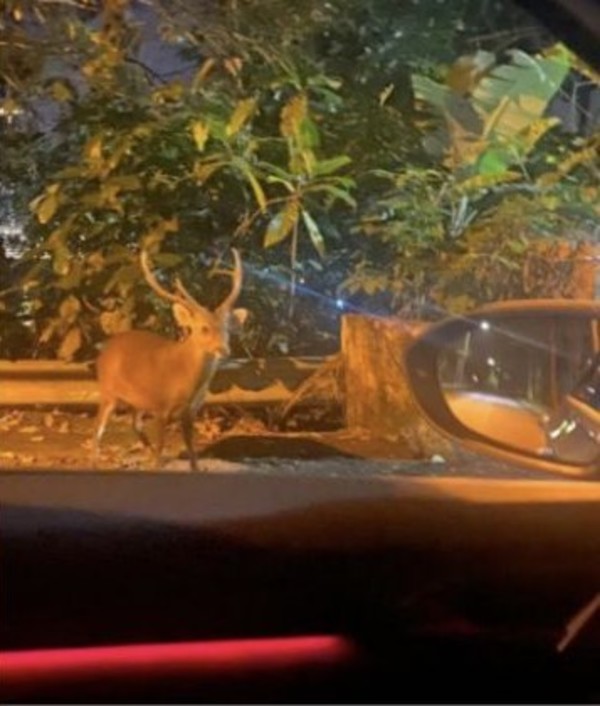 The runaway deer, spotted by passersby.