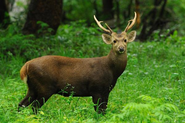 A hog deer in the wild. (Image for illustration purposes only.)