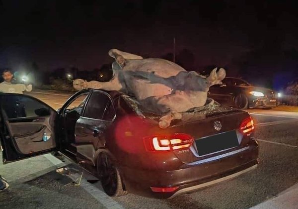 The water buffalo laying on the roof of the car after getting hit.