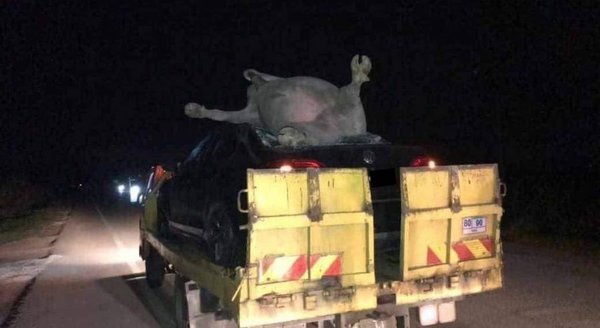 The family's damaged car getting towed away, with the buffalo on top.