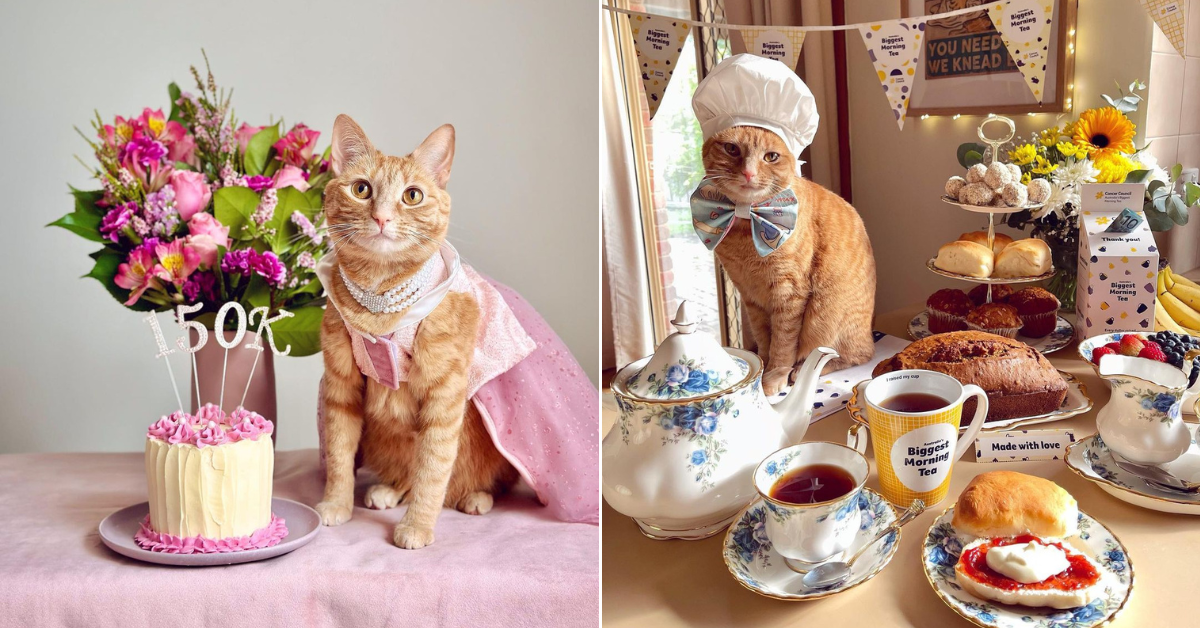 Bougie M'sian TikTok Cat Gets LV Collar For Its Birthday & I Can't Even  Afford Fake LV