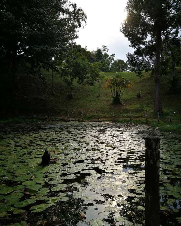 Naga Bari Lake, Bukit Aup, Sibu, Sarawak.