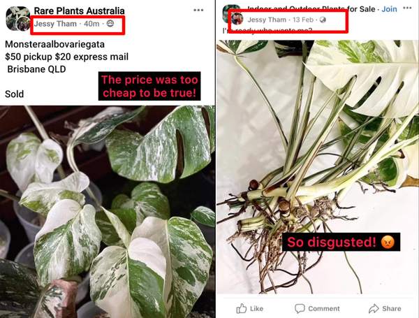 The scammer has been posting Jessy's photos in several plant groups on Facebook.