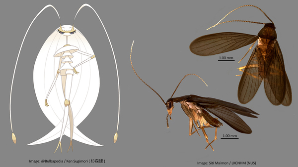 Pheromosa the Pokémon (left) and Nocticola pheromosa the cockroach (right).