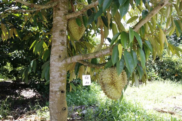 A file photo of durians grown in Hainan, China.