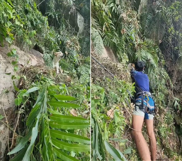 Kevan De Silva rescuing the stranded dog.