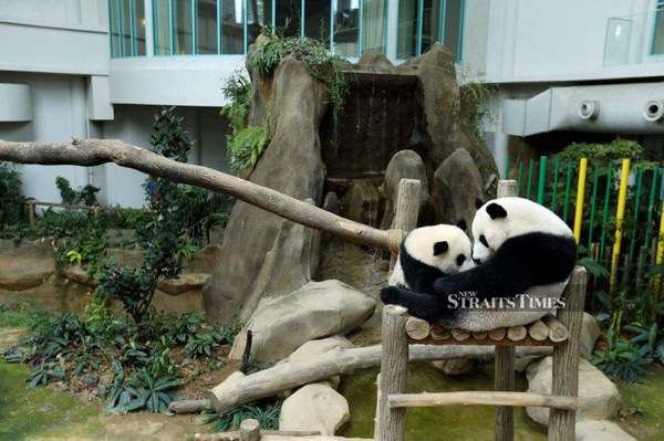 Nuan Nuan playing with Liang Liang in Zoo Negara in August 2016.