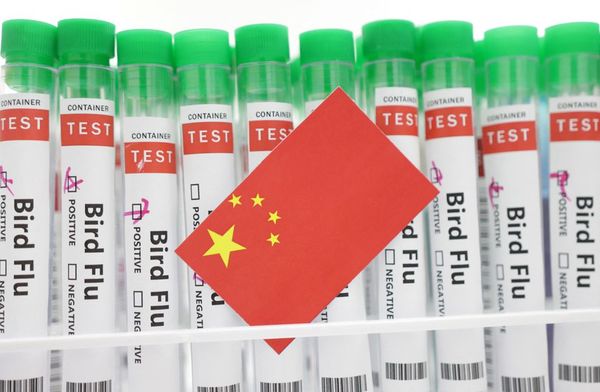 File illustration photo from 14 January shows test tubes labelled "Bird Flu" and a piece of paper in the colours of the Chinese national flag.