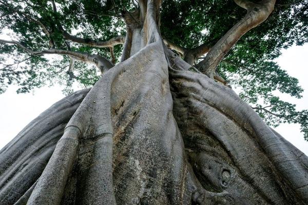 The Kayu Putih tree in Bali.