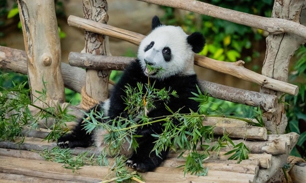 Sheng Yi having a snack at Zoo Negara in 2022.