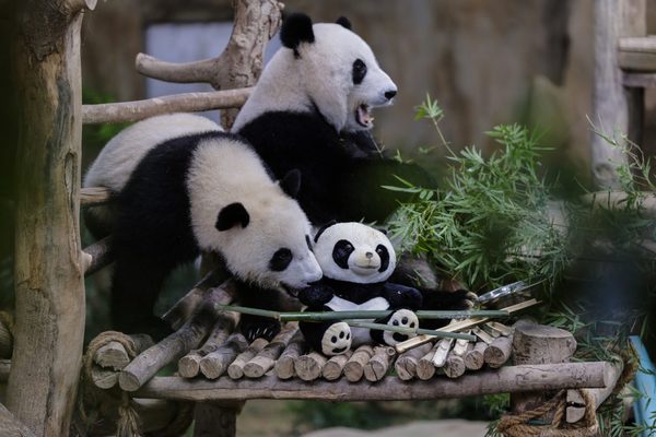 Sheng Yi and Yi Yi in Zoo Negara.