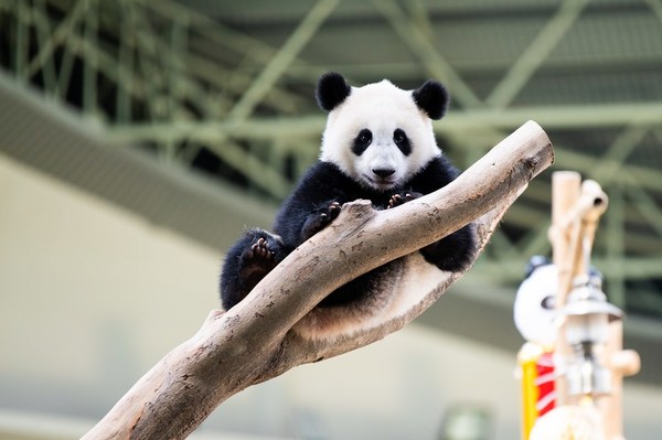 Sheng Yi in Zoo Negara.