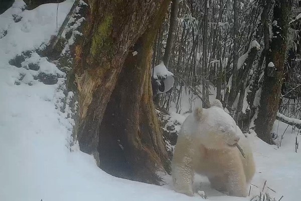 Video stills of the world's only all-white giant panda.