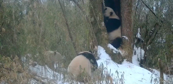 The mother panda (in the tree hollow) and her alleged two cubs. The white panda can be seen behind the bamboo on the left side of the image.