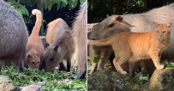 Oyen in the capybara enclosure at Zoo Negara.