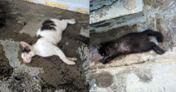 Two of the nine cats that died around UUM's hostel.