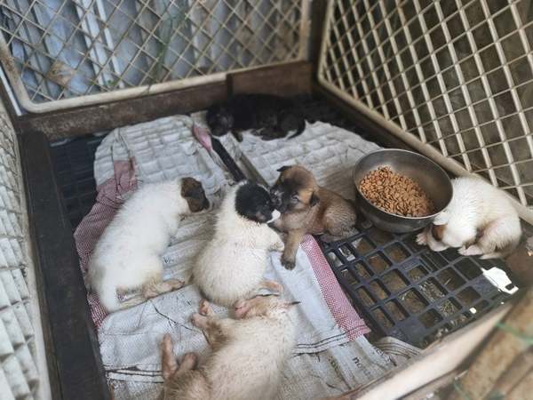 Six of the puppies birthed by Bibi.