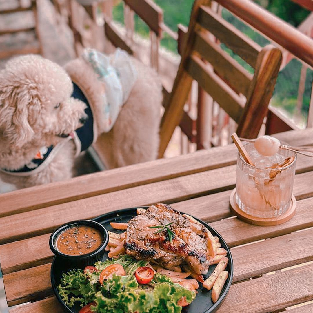 21 Pet Friendly Eateries You Ll Want To Enjoy A Good Meal Together With   6126 