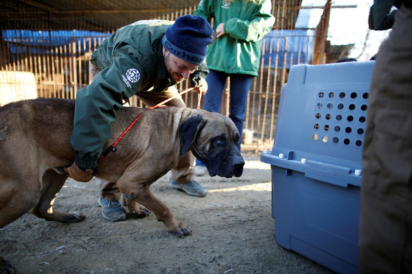 Rescue workers from Humane Society International rescued a dog at a dog meat farm in Wonju, South Korea on 10 January 2017.