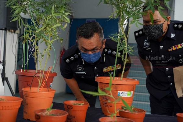 File photo of the cannabis plants found at Yasin's residence last year.