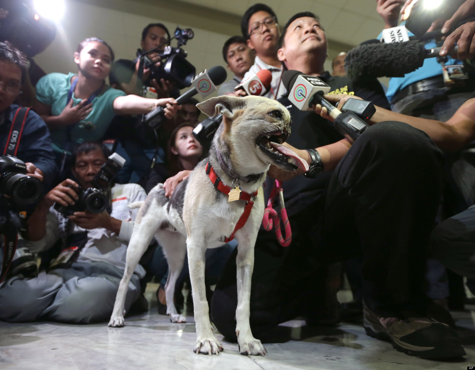 The hero dog becomes a celebrity
