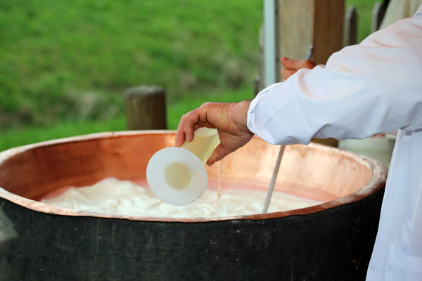 Rennet is added to fresh milk and bacterial cultures to form curds that become Parmesan cheese.