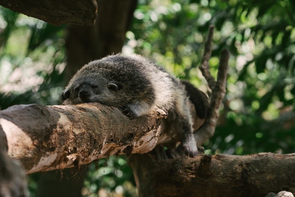 A 'musang', also known as the Asian palm civet.