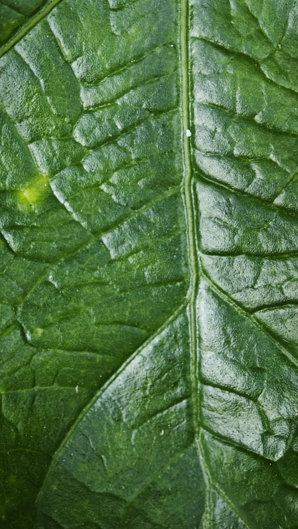 A closeup shot of a leaf taken with the Xiaomi 14.