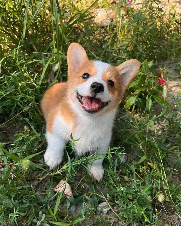 Fu Zai at two months old.