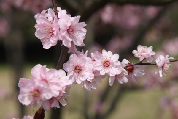 Plum blossoms in Nanjing.