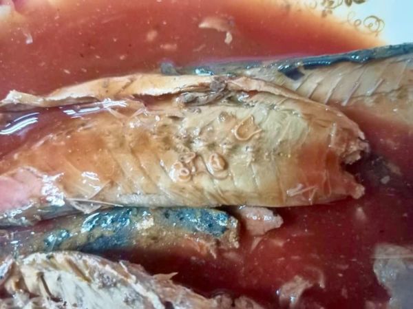 A close-up view of the parasitic worms found in samples of canned sardines seized by MAQIS in Johor Baru.