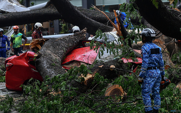 Firemen in KL attempting to remove a toppled tree that fell and crushed a car during a recent thunderstorm.