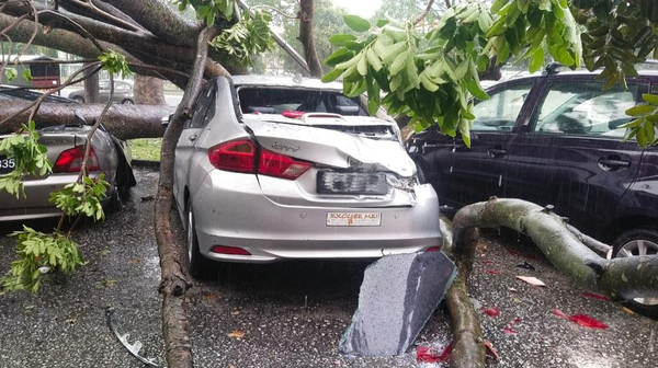 An uprooted tree fell over a car after a violent thunderstorm.