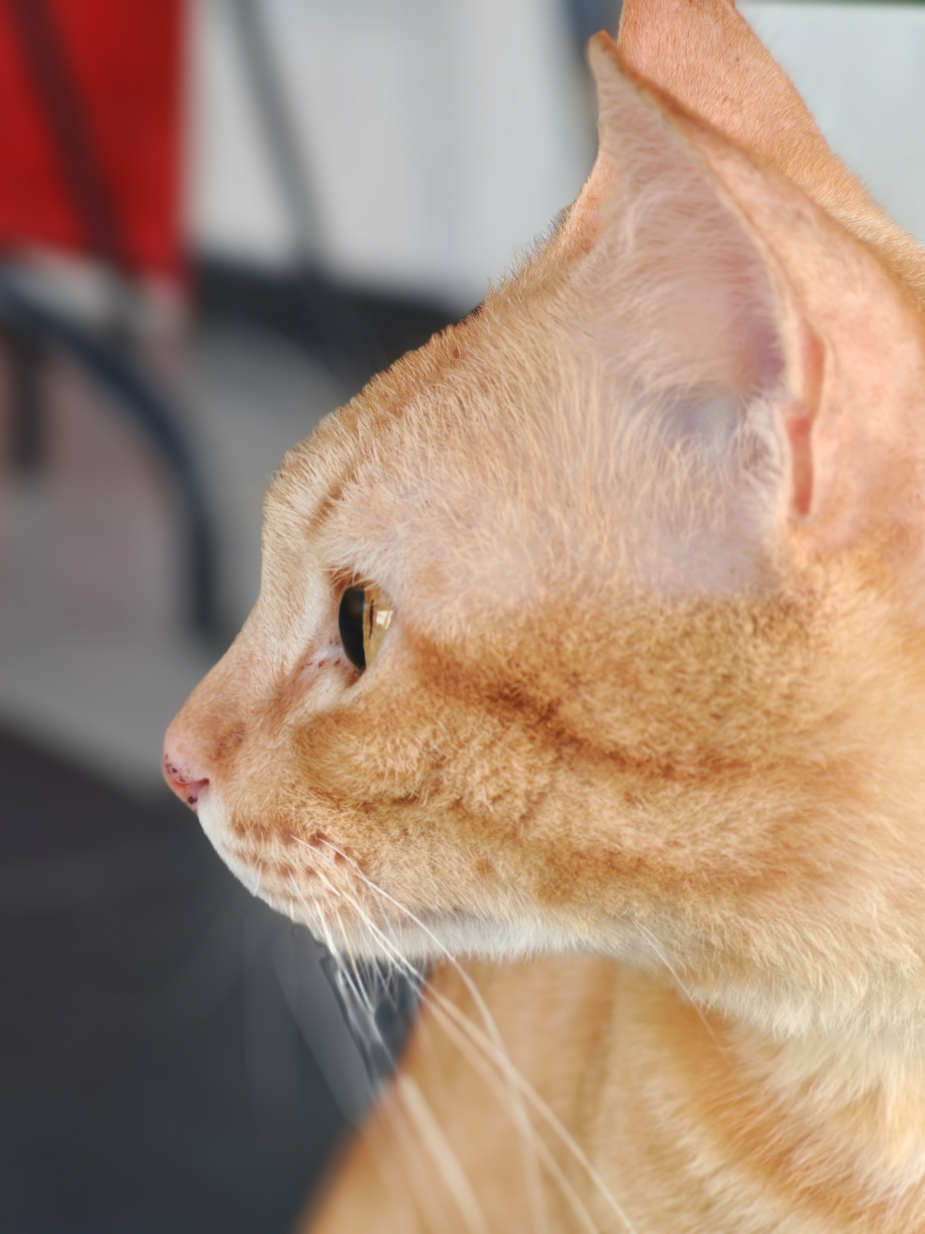 Portraits taken by the smartphone are exceptional.