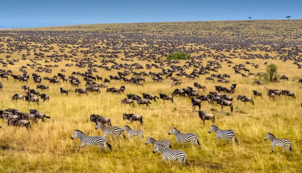 Masai Mara National Reserve in Kenya.