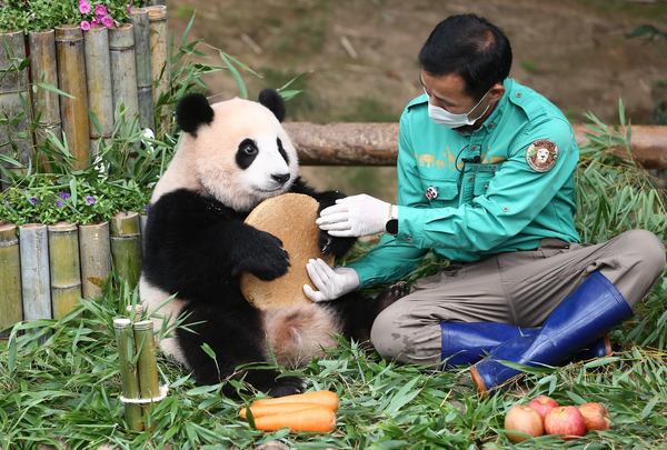 Fu Bao celebrated her first birthday with Kang in Everland, Yongin, South Korea.