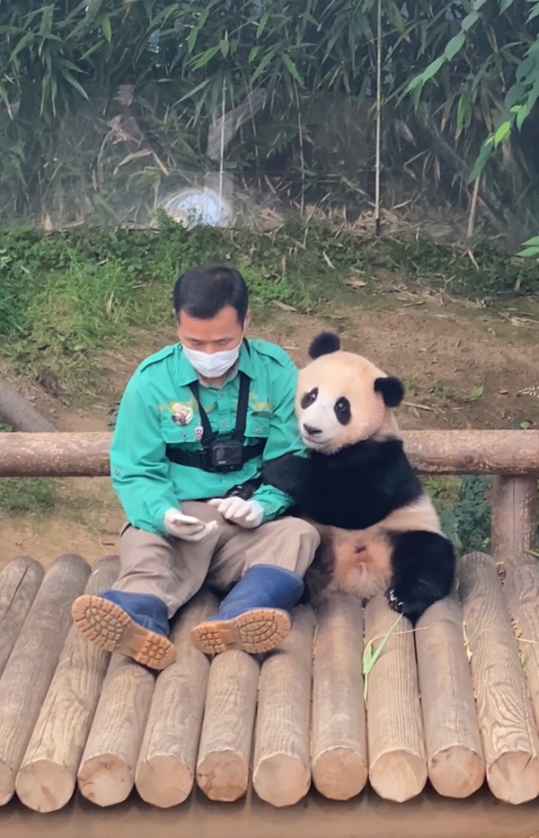 A screenshot of a video of Fu Bao holding onto Kang's arm, which has 22 million views on Everland's YouTube channel.