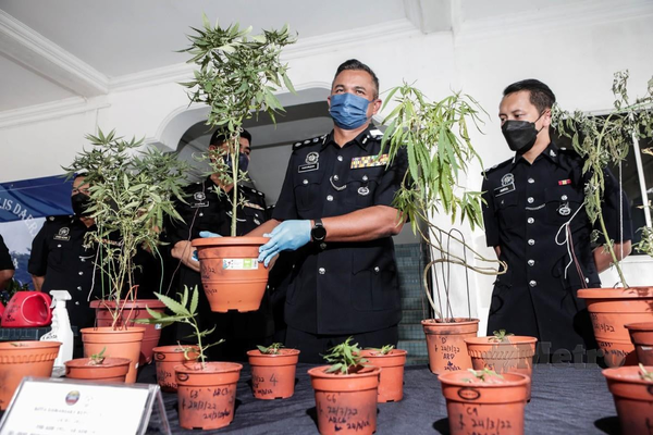 Cannabis plants were discovered in Yasin's home in March 2022.