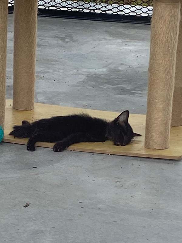 The netizen claimed that this kitten was dead.