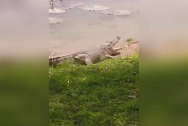 A photo of the purported crocodile.