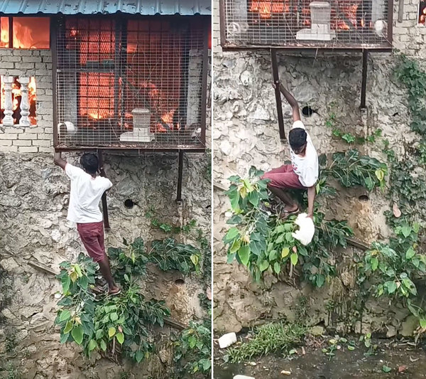 Screenshots of the video showing the boy saving the first rabbit.