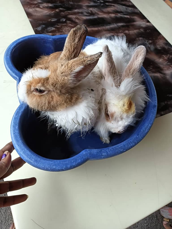 The rescued rabbits.