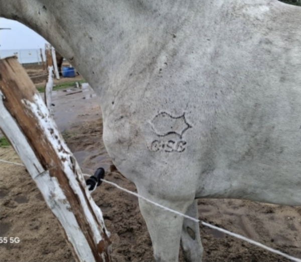 Picture of a GISB logo is seen on the foreleg of one of the horses at the equestrian facility.