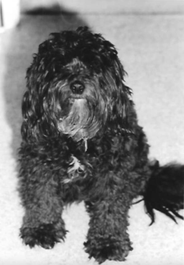 Pickles Pritchard was a cute dog, but not the inspiration for the sport's name.