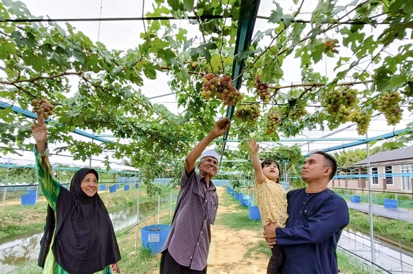 Wan Yusoff and his family members looking at the grape vines he successfully cultivated around their house in Kampung Belukar.