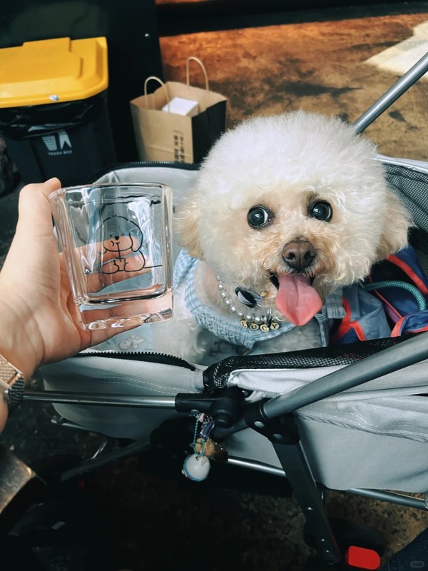 This adorable poodle earned a customised cup in return for its services.