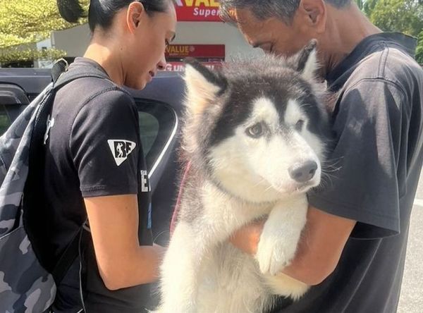 Independent rescuers saving the dog the day after the incident in July.