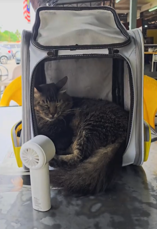 Jibek slumbering in his pet carrier after a race.