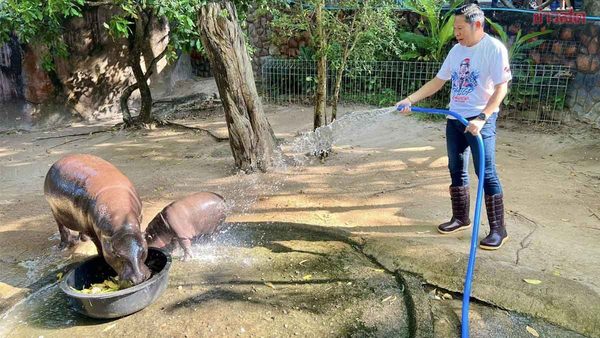 Zoo director Narongwit Chodchoi carrying out cleaning duties at the hippo enclosure for the day.