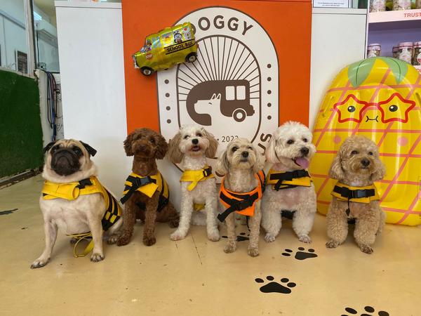 Cute pooches in their swimming vests!